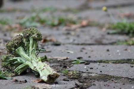 Essensreste verursachen Rohrverstopfung und Wasserschaden in Hamburg-Fuhlsbüttel Notdienst im Einsatz