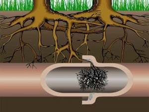 Solch ein Wurzeleinwuchs, kann durch eine elektromechanische Rohrreinigung beseitigt werden.